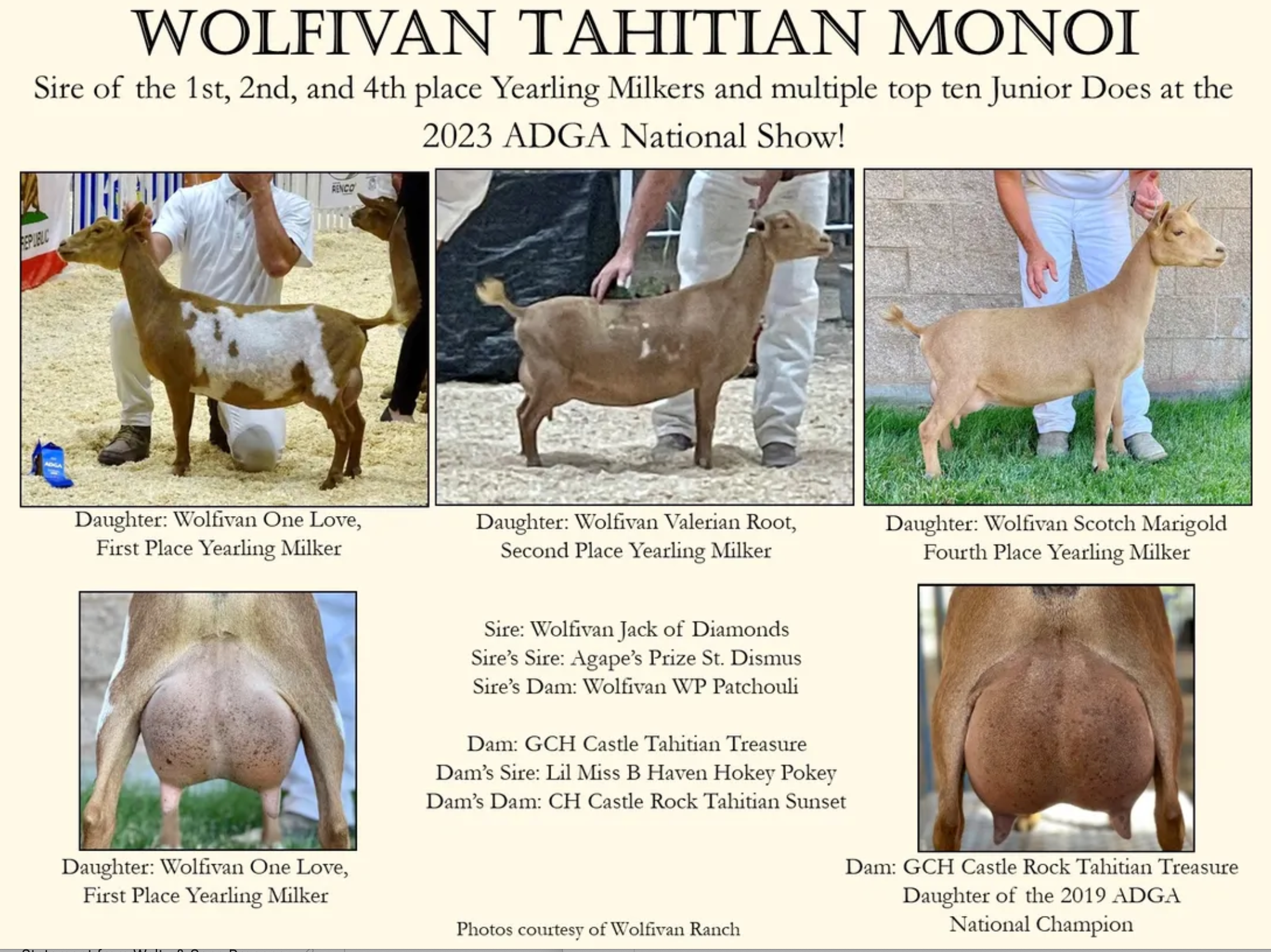 sunday×profile×animal×skapegoat×odyssey Finished my new T1 Skapegoat build! : r/bmx